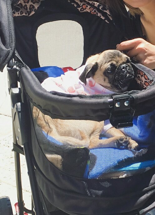 jaymz_met81's tweet photo. Today we all are with you 'Chance'!
#PryingForChance #MiraclePug #saveChance https://t.co/a7akjgIAbX