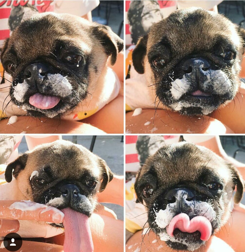 jaymz_met81's tweet photo. Today we all are with you 'Chance'!
#PryingForChance #MiraclePug #saveChance https://t.co/a7akjgIAbX