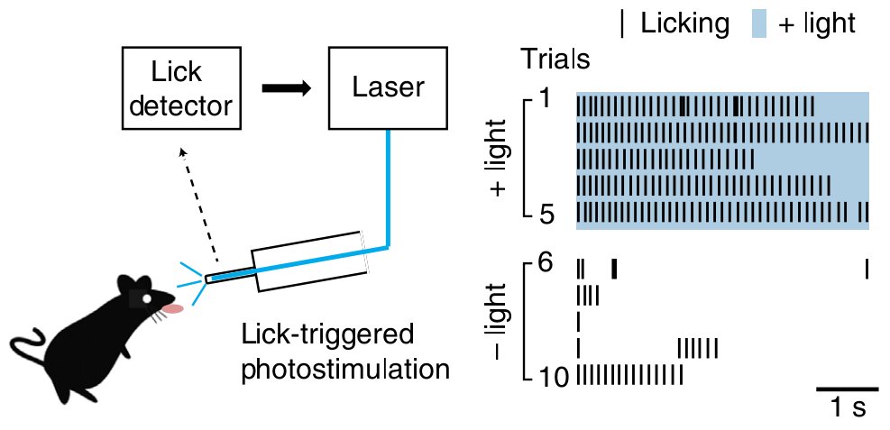 Shining light into the mouth of mice expressing ChR2 in a class of taste receptor cells elicits drinking responses go.nature.com/2rvzPYs