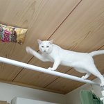 これこそ白ネコプロジェクト!？ ネコの抜群のバランス力w