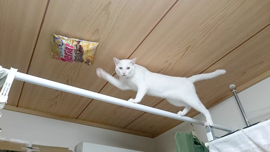 これこそ白ネコプロジェクト！？ ネコの抜群のバランス力w