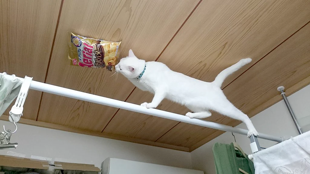 これこそ白ネコプロジェクト！？ ネコの抜群のバランス力w