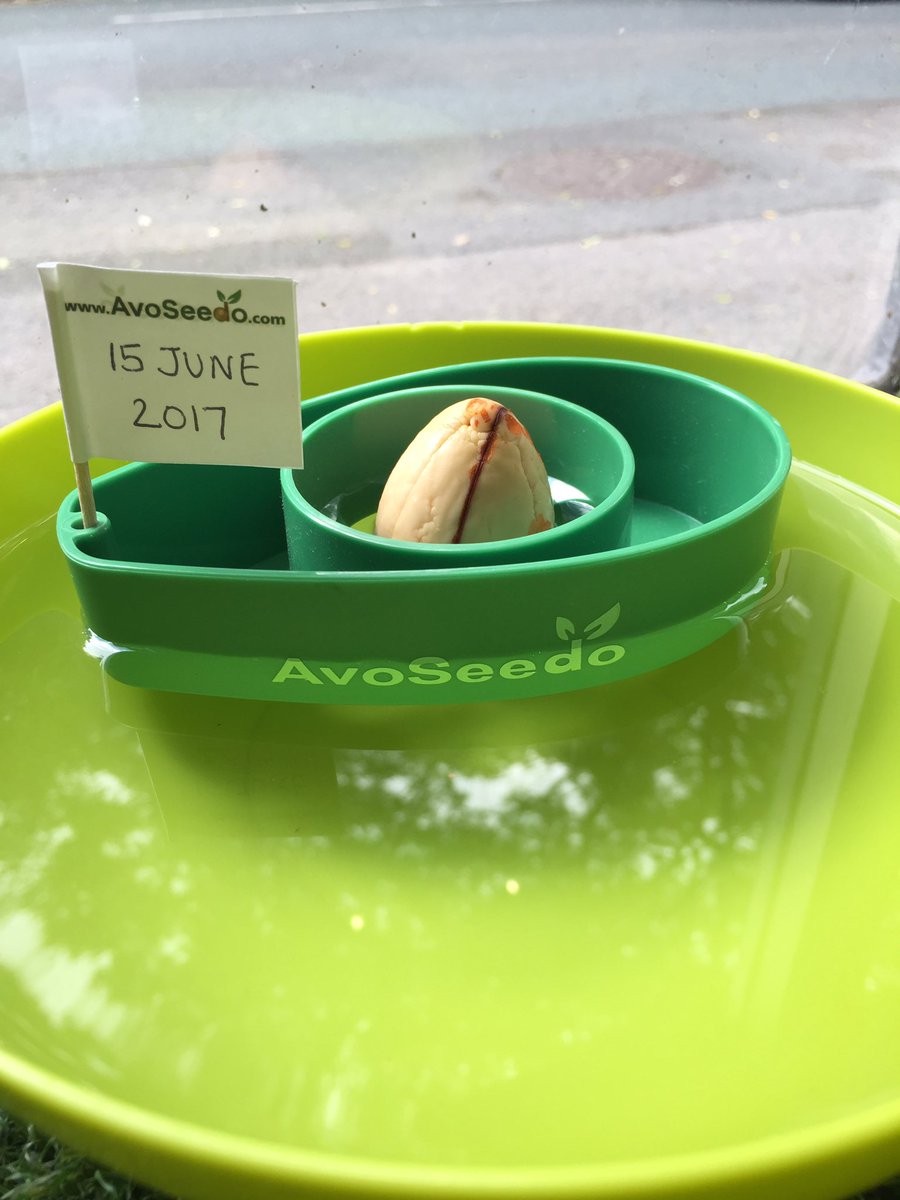 wearedawn's tweet photo. We're growing an avocado 🥑 tree in the studio 🤣 #avoseedo #avotree #avocado @AvoSeedo https://t.co/O32BaCqoFm