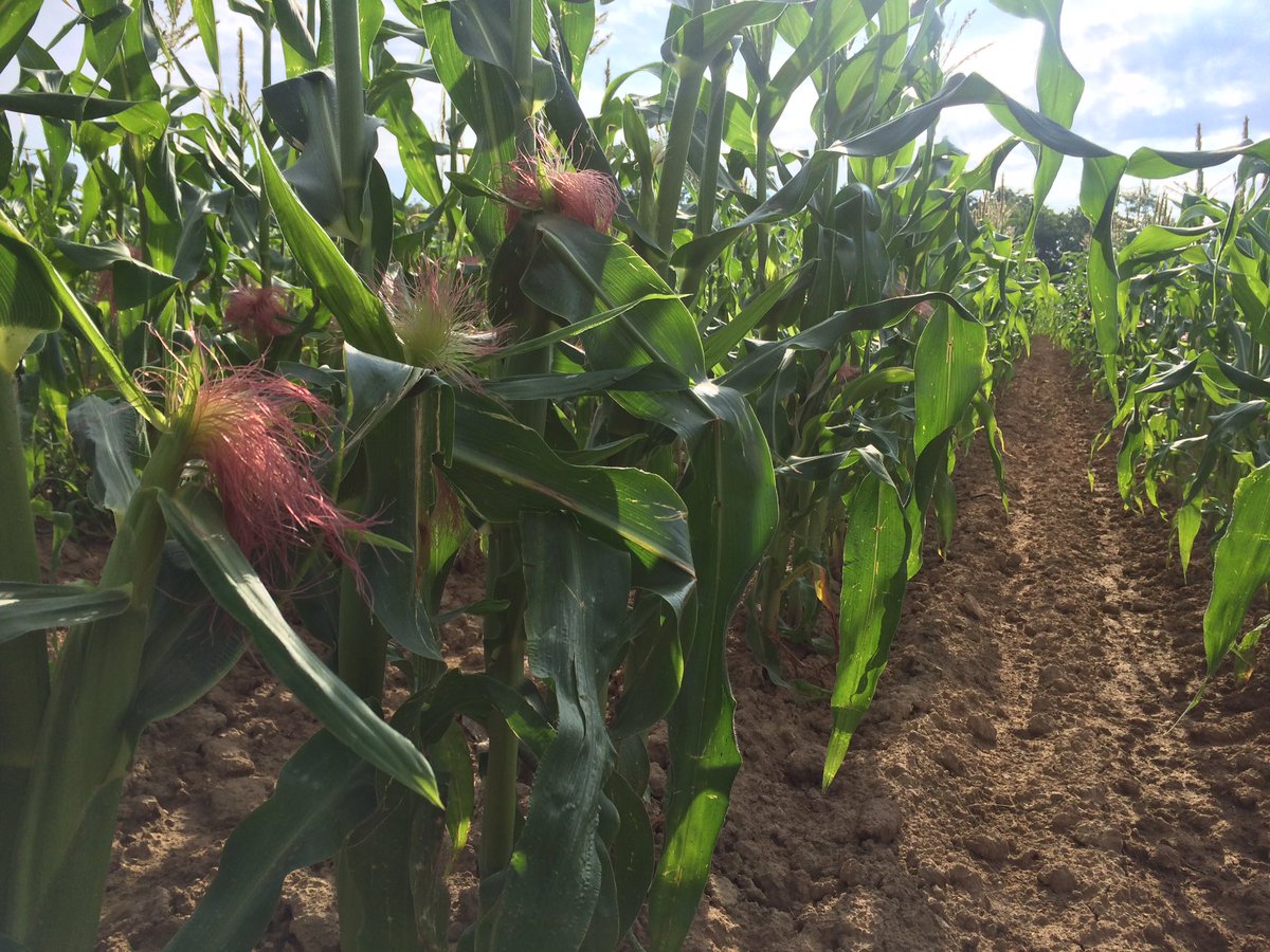 That sweet sweet corn is in tassel, only a few more week until our own sweet corn! #pafarming #soergelorchards
