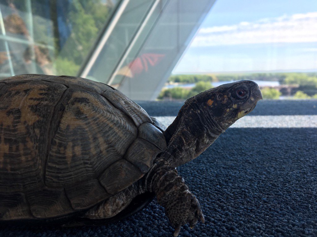 imaboxturtle's tweet photo. Current mood: regal https://t.co/EyLeahNki9