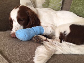 Poor Max after a scrap with a grass seed! Always check paws 🐾 and ears after walking your pooch 🐶 #ThursdayThoughts 👌