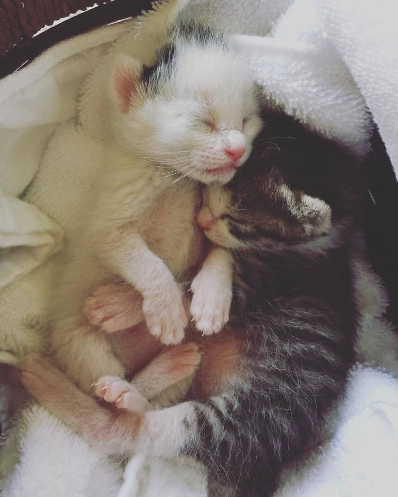 細越 麻未 今の待ち受け いいよ お揃いにしてもっ って人んちのねこの待ち受けお揃いにするのとかあんまりないよね 笑 右 ひじき 左 みるく Cat Cats 子猫 ねこ T Co 59oi1qz7i7