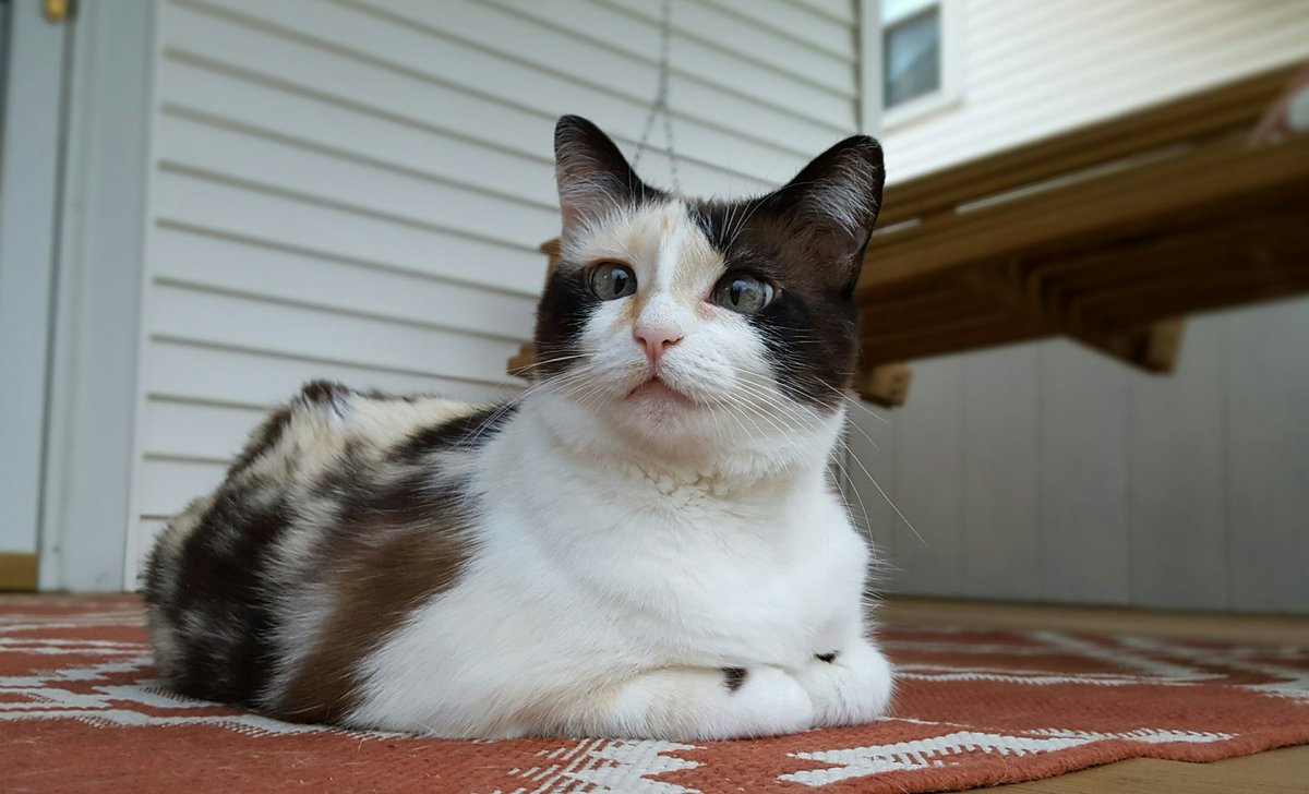 hollywd901's tweet photo. She's my world!
 #snopuff ❤
#cats 
#CatsOfTwitter  #earlysummerphotoshoot #frontporch https://t.co/2t1ufXl9Jz