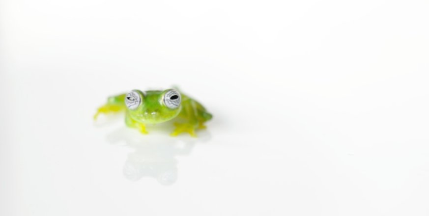 OrbitistLLC's tweet photo. This crazy-eyed frog knows how to pack a punch — toward both others of its kind and toward a pathogenic fungus: https://t.co/ttKzXflwna https://t.co/PsuS0nXi6W