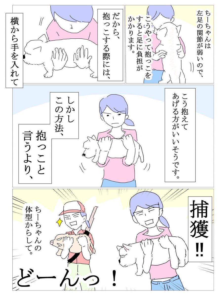 Oms On Twitter ちーちゃん86 抱っこ 捕獲 ウェスティ漫画