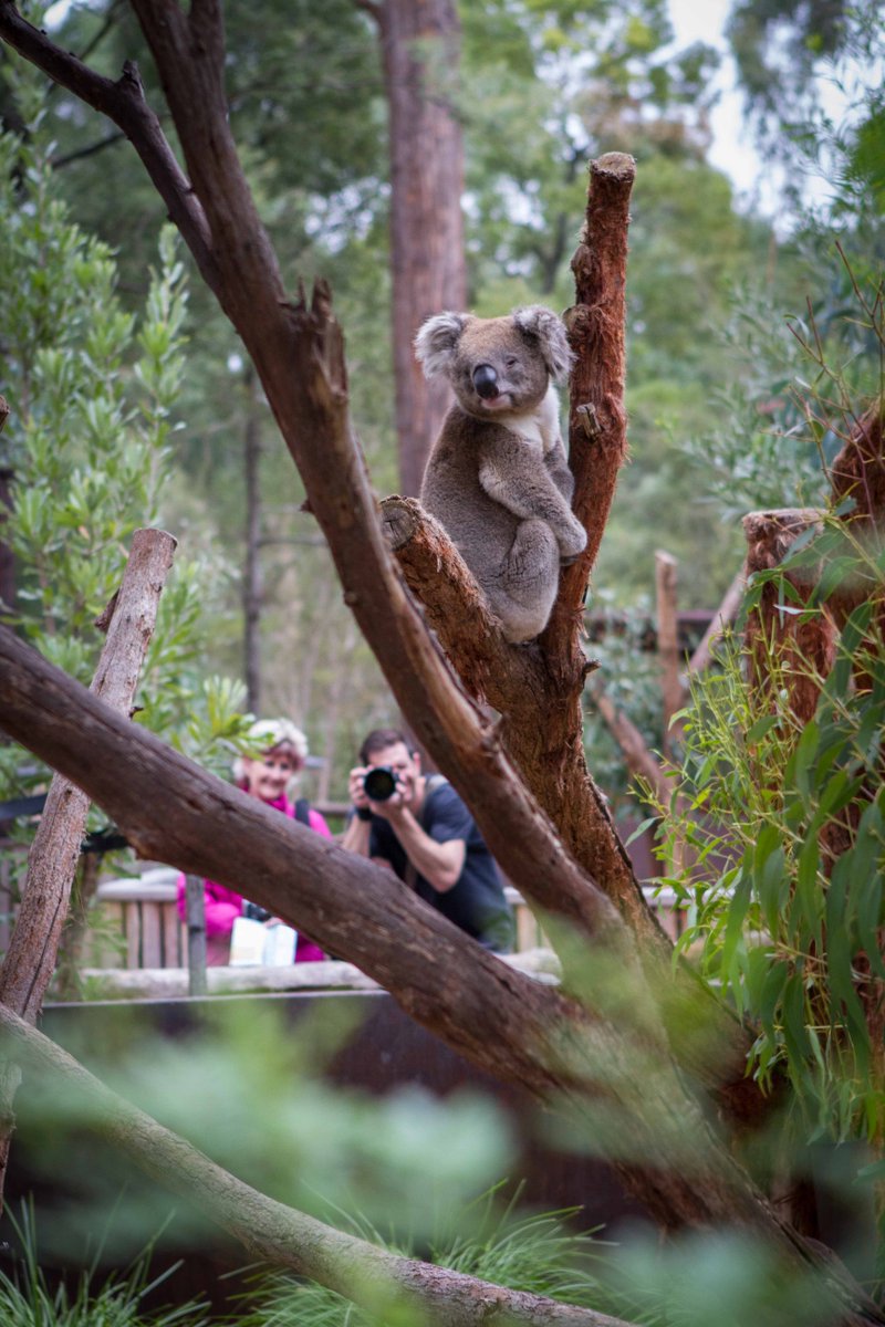 Be_ArtMedia's tweet photo. Appreciate our species diversity this nature photography day. #koala #australia #photography #photographer #simonbeart #animals #nature https://t.co/ky1Rt5whFe