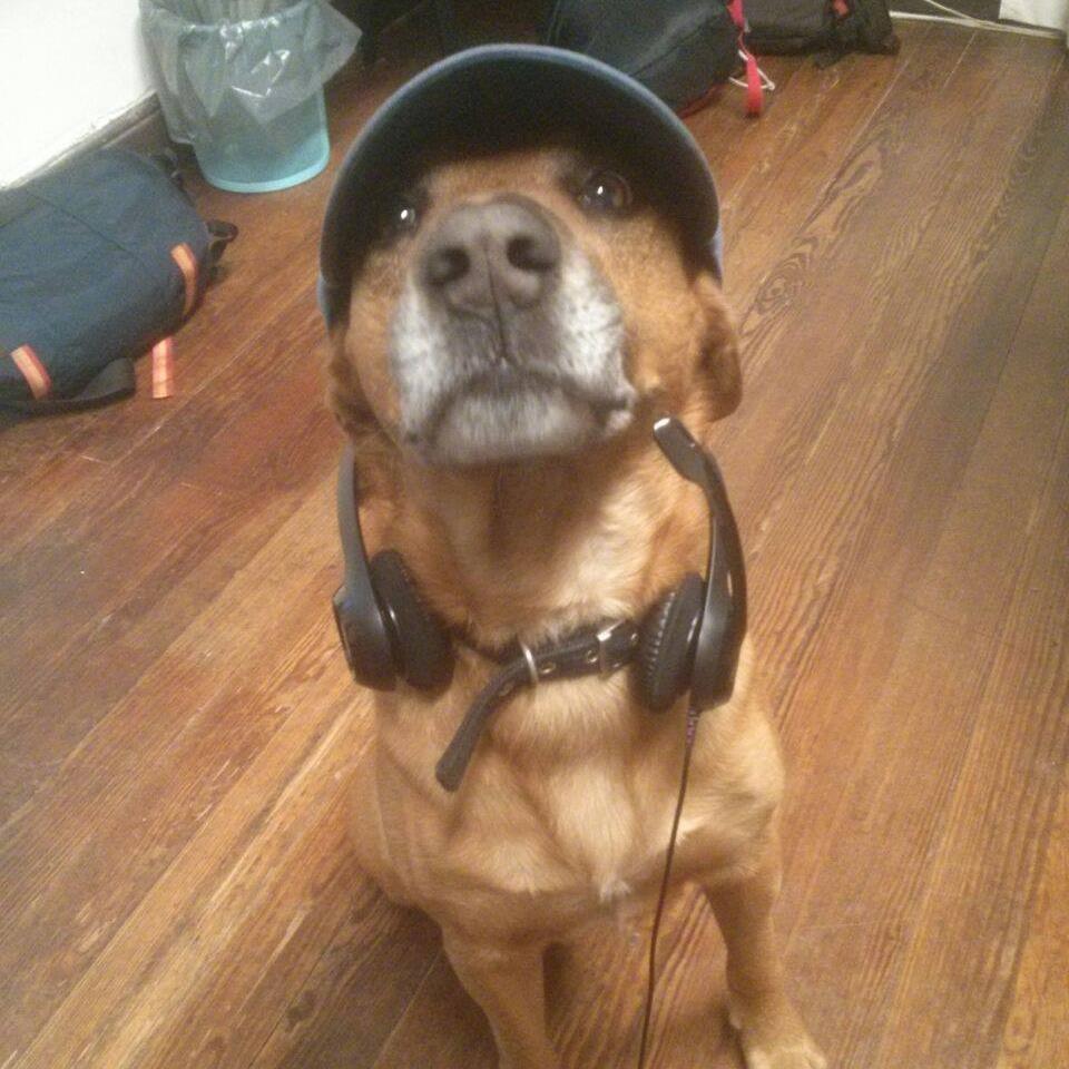 codesk4ter's tweet photo. @dog_rates here is my friend https://t.co/uwWv8DyTRK