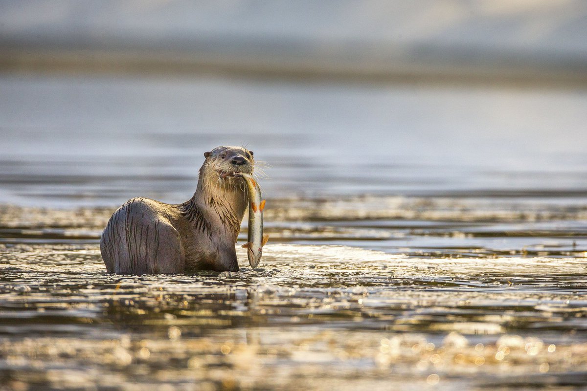 BBC Wildlife tweet media