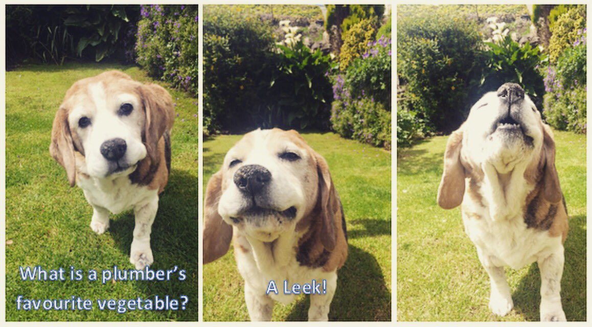 ElementGasLTD's tweet photo. What's a plumber's favourite vegetable? A Leek! #ElementGas #plumber #plumbing #joke #beagle #dog #sun #lol #leek #leak #boiler #SouthWales https://t.co/Np6TR94NGx