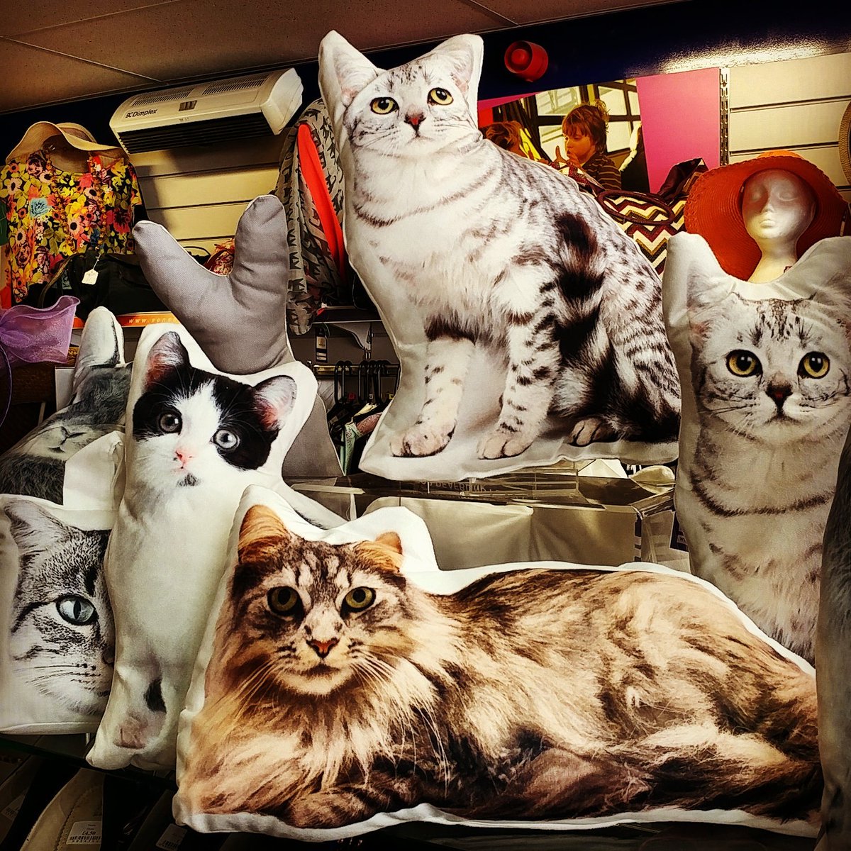 LilacSheer's tweet photo. #OMG CAT HEAVEN!!! #iminheaven #catheaven #cats #pillows #fluffy #kittycat #lovefluff https://t.co/JJPmvUWqyI
