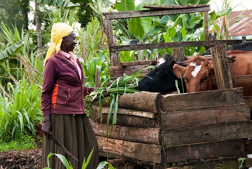 HeiferCEO's tweet photo. #Livestock for #foodsecurity &amp; #nutrition—Committee on World Food Security policy recommendations https://t.co/gzqpk7gXau via @ILRI https://t.co/DQDC9b4bGt