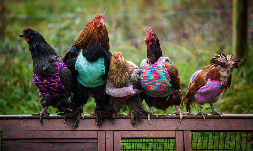 Nicola Congdon &amp; her mother Ann from Falmouth Cornwall knit woolly chicken jumpers to keep their rescued battery hens warm.