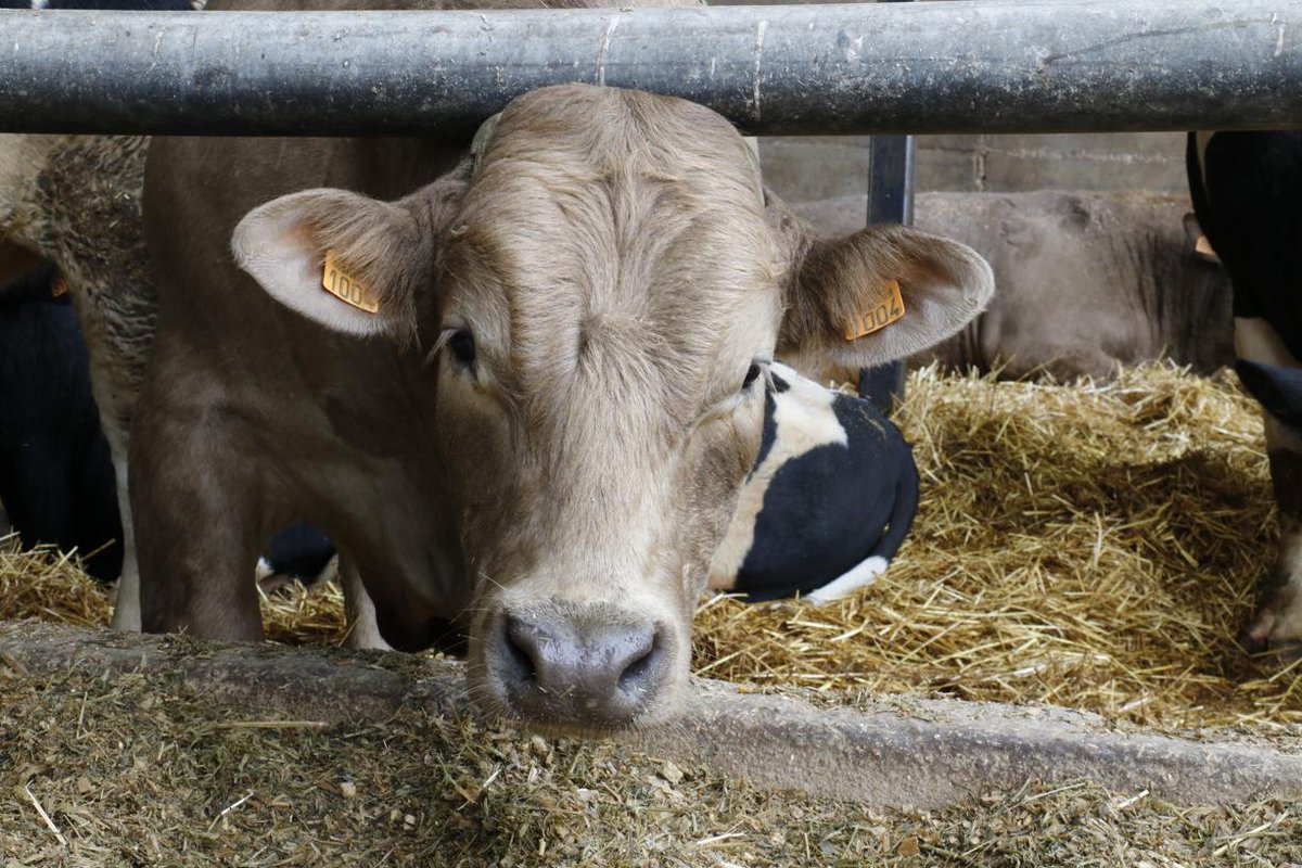 Commerce : L’Égypte s’ouvrent aux bovins français bit.ly/2rkPsOD
