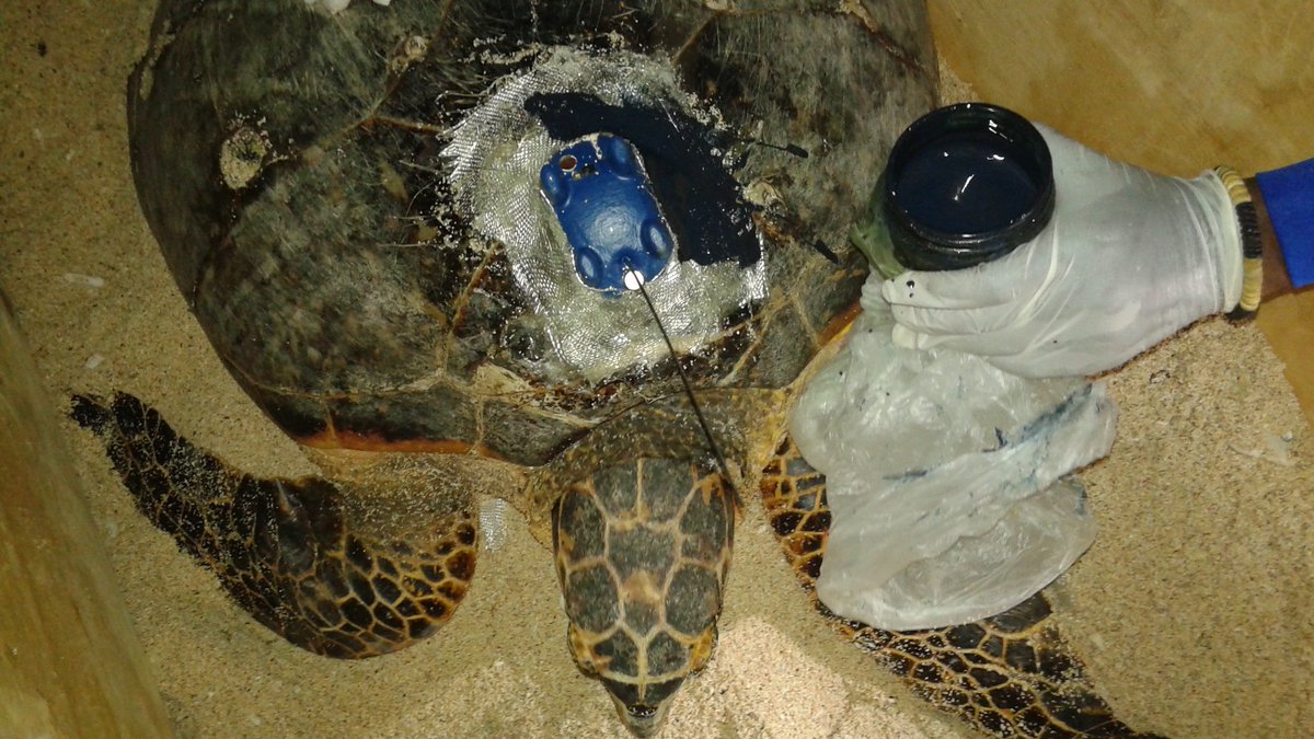 axatrust's tweet photo. 1st nesting sea turtle sat tagged as part Dept Fisheries-ANT sea turtle conservation project, funded by #BEST2! @WIDECASTorg @FaunaFloraInt https://t.co/44YUAGHTyI