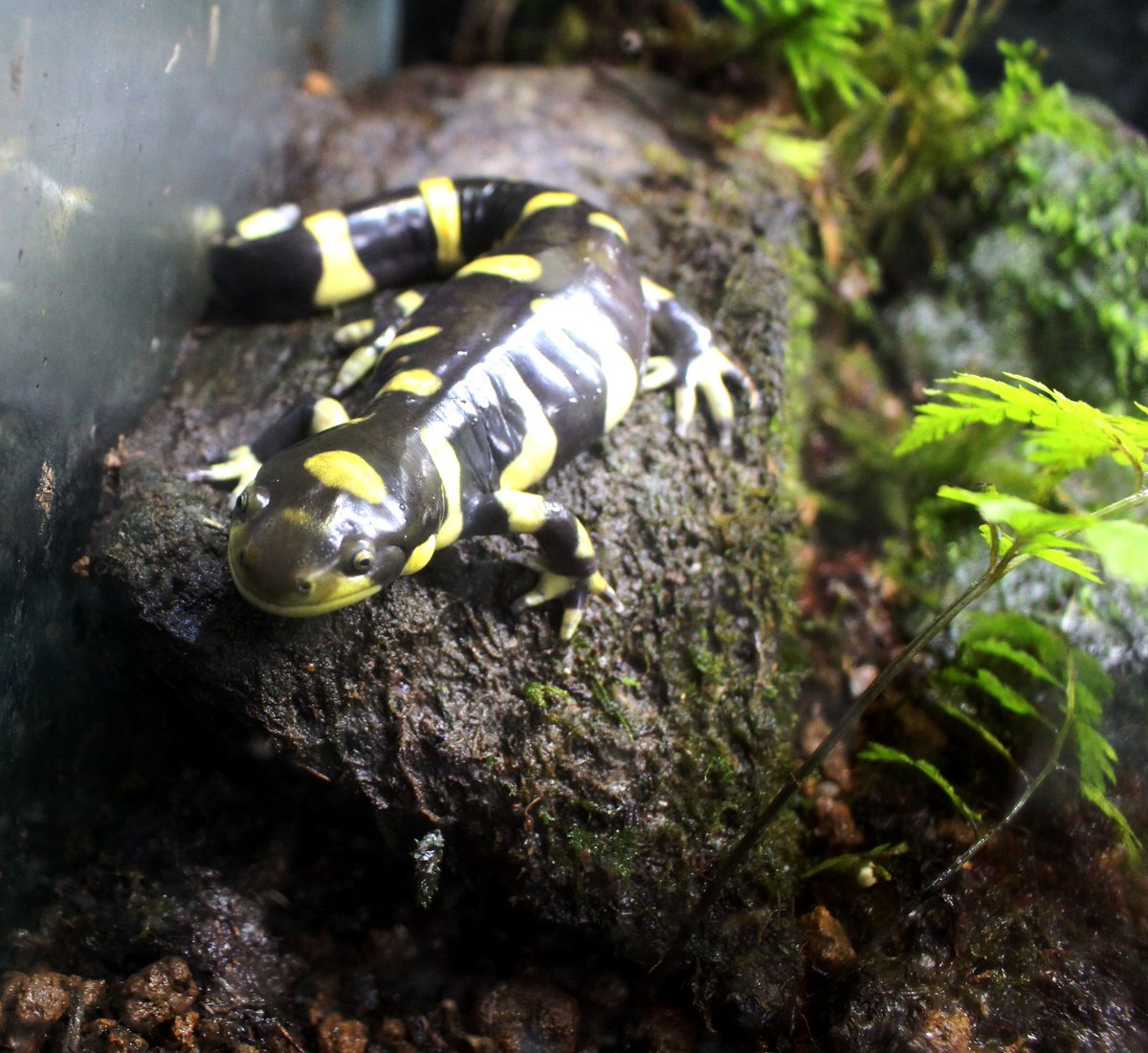 133 変な生き物いっぱい飼ってるんだけどさ 140