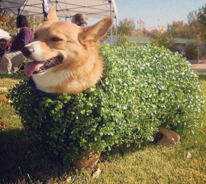 corgifanclubz's tweet photo. nature is so amazing i planted some seeds three weeks ago and now I have this beautiful bush 😍😍 https://t.co/Hzl6cw0VuN