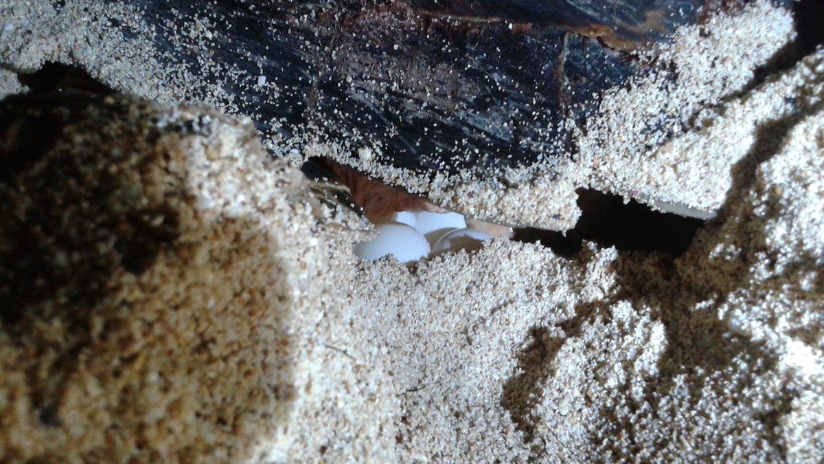 axatrust's tweet photo. 1st nesting sea turtle sat tagged as part Dept Fisheries-ANT sea turtle conservation project, funded by #BEST2! @WIDECASTorg @FaunaFloraInt https://t.co/44YUAGHTyI