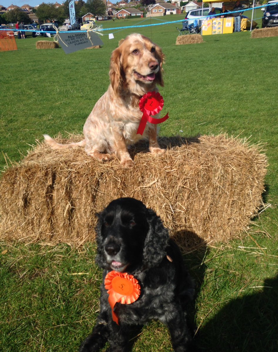 DamsonDog's tweet photo. Annual Spaniel Holiday #VIPcomfycottages https://t.co/eqittUP2xw