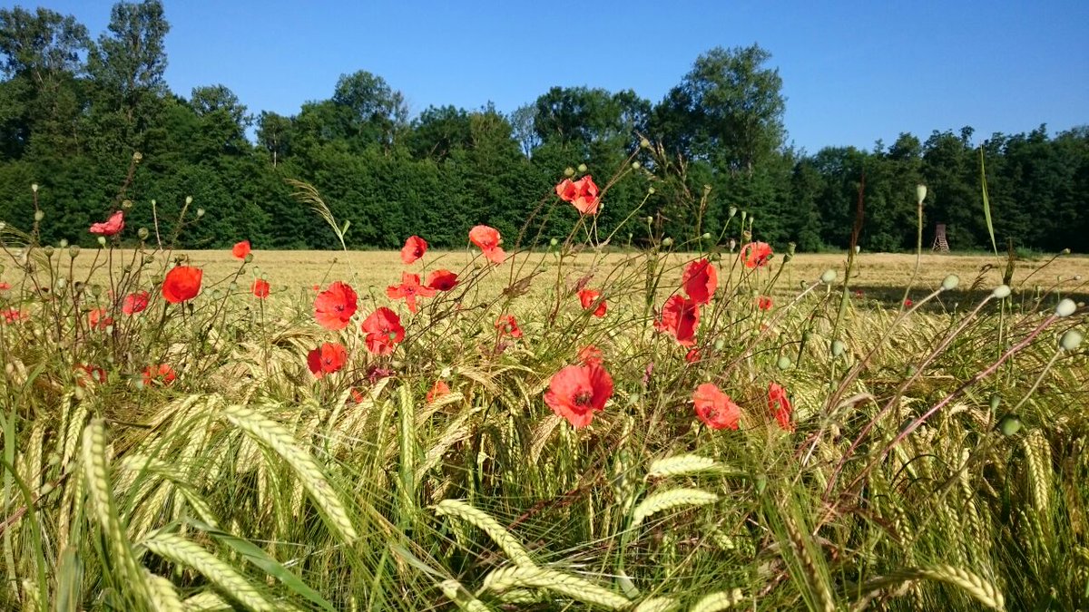 SPAinside's tweet image. #gewitter aktuell hier über #badenbaden - deswegen gibt es ein #sommer-Foto von uns für euch. Schönen Abend allen!