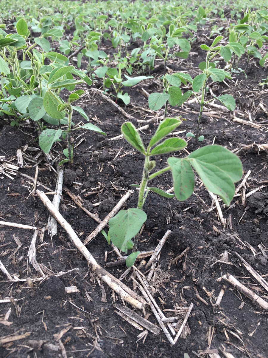 kpmacmillanUM's tweet photo. Soybeans seeded May 1, May 13, May 23 and June 2 at Carman. All differ by 1 trifoliate (3-5 days) #soyresearch https://t.co/gxdxSseH31