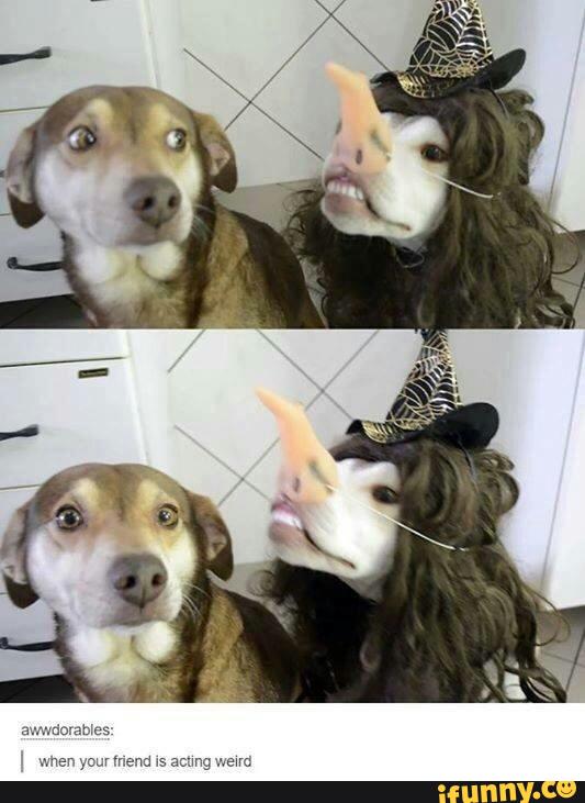fidosavvy's tweet photo. #funny #FriendshipAlwaysWins #friends #dogs #puppylove https://t.co/WTHrIDDvJh