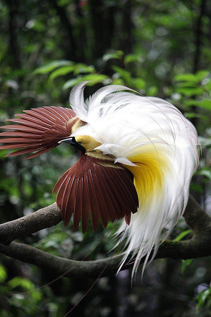 _everybird_'s tweet photo. BIRD #4,968
Lesser Bird-of-paradise
(Paradisaea minor) https://t.co/d6GejdNYbu