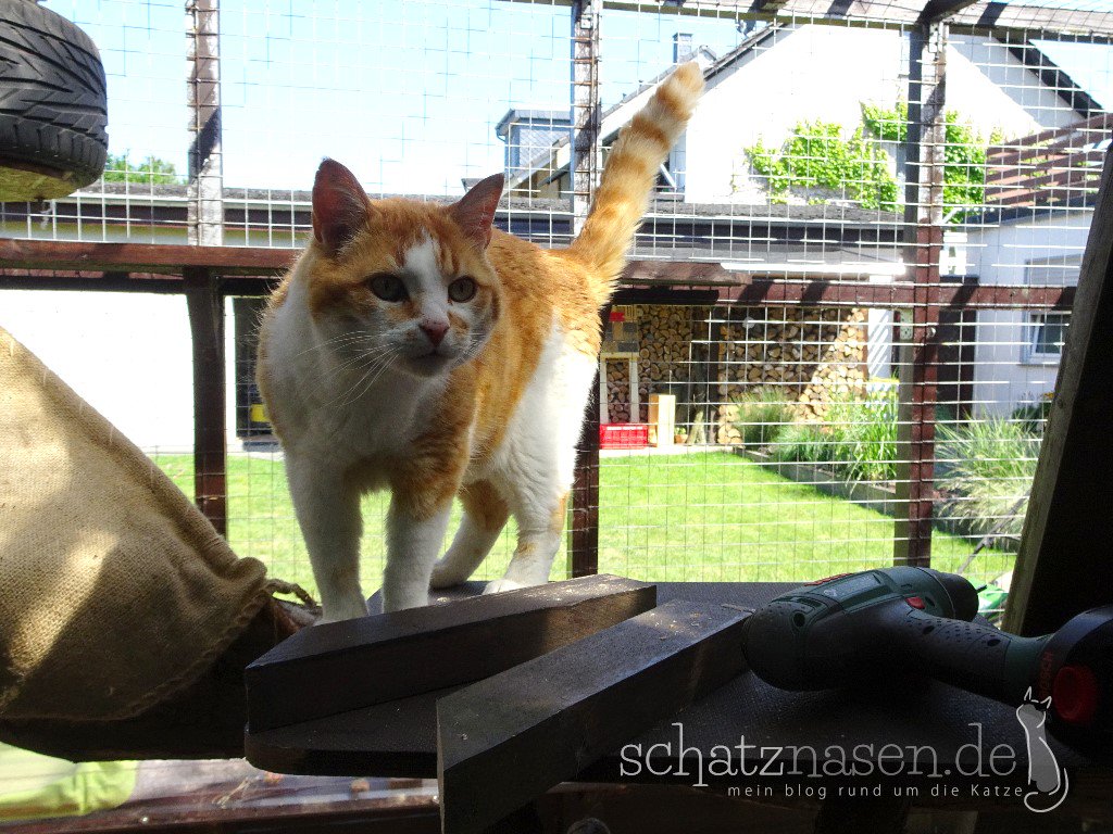 Ein guter Aufpasser ist besser als 10 gute Arbeiter... mach das mal ordentlich Frauchen! ;)
Seid ihr auch unter ständiger Beobachtung?