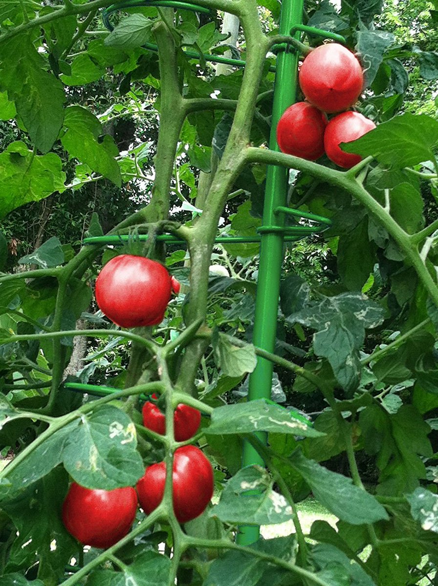 NaturesDistrib's tweet photo. Are you planting fruits and veggies this summer? ๐
๐๐ถ๏ธ The #MultiStake fits fully grown climbing #Fruits & Veggies!
https://t.co/JlfidmntxJ https://t.co/XyK68HkeoT