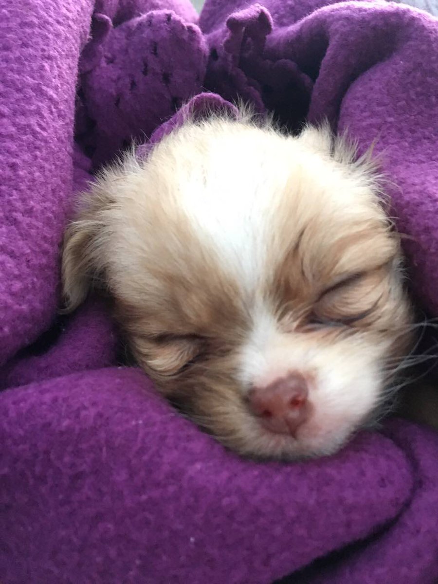 lndnpetsitting's tweet photo. #little #princess 😚🐾❤ https://t.co/wQN0LbFTyk