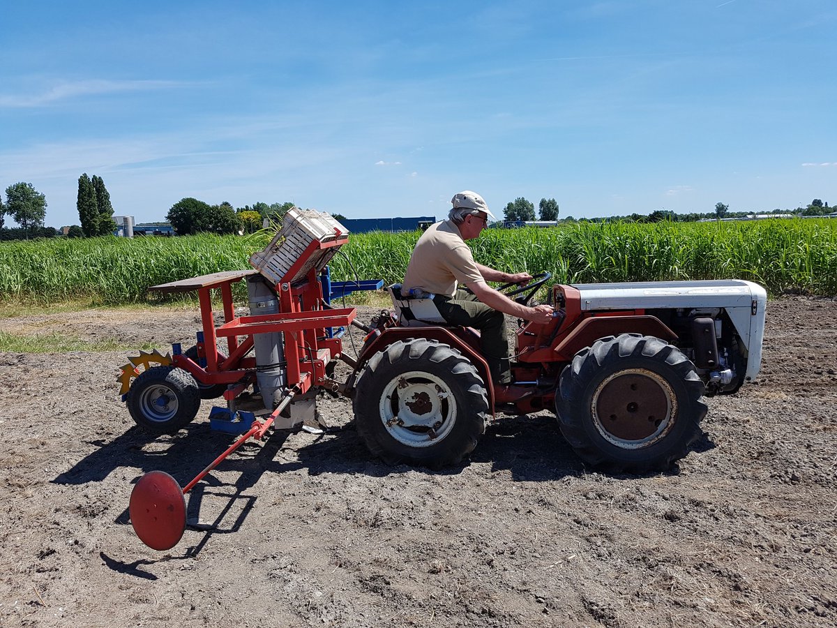 Vandaag nieuw soort #olifantsgras planten op <a href="/MiscanthusHmeer/">Miscanthusgroep</a> proef perceel 😀   olifantsgras ernaast  alweer 150 cm hoog in 5 weken tijd 💪🐘🌾