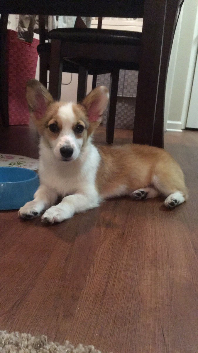 How can I say no to that face?! #chalupabatman #corgi #futureseizurealertdog