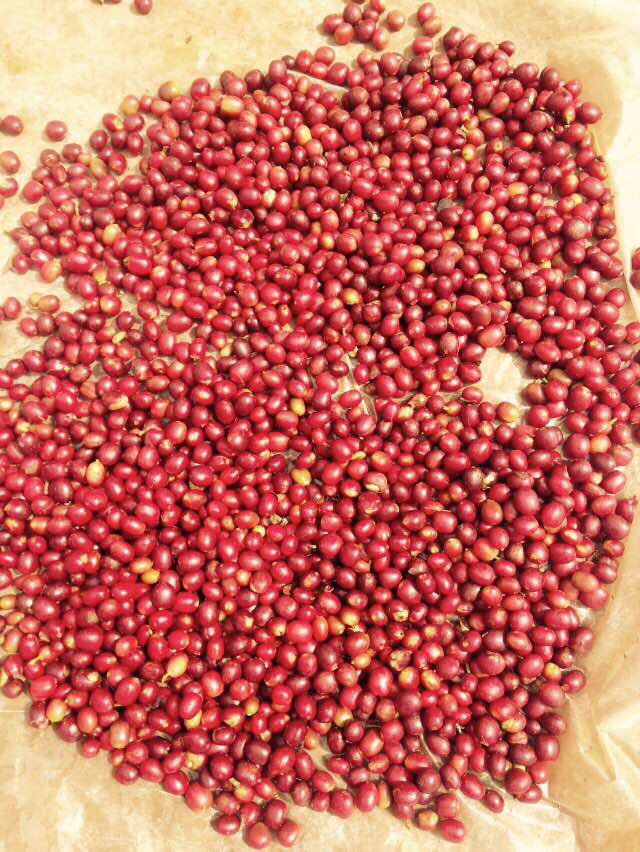 Harvest in action! #specialtycoffee #haiti