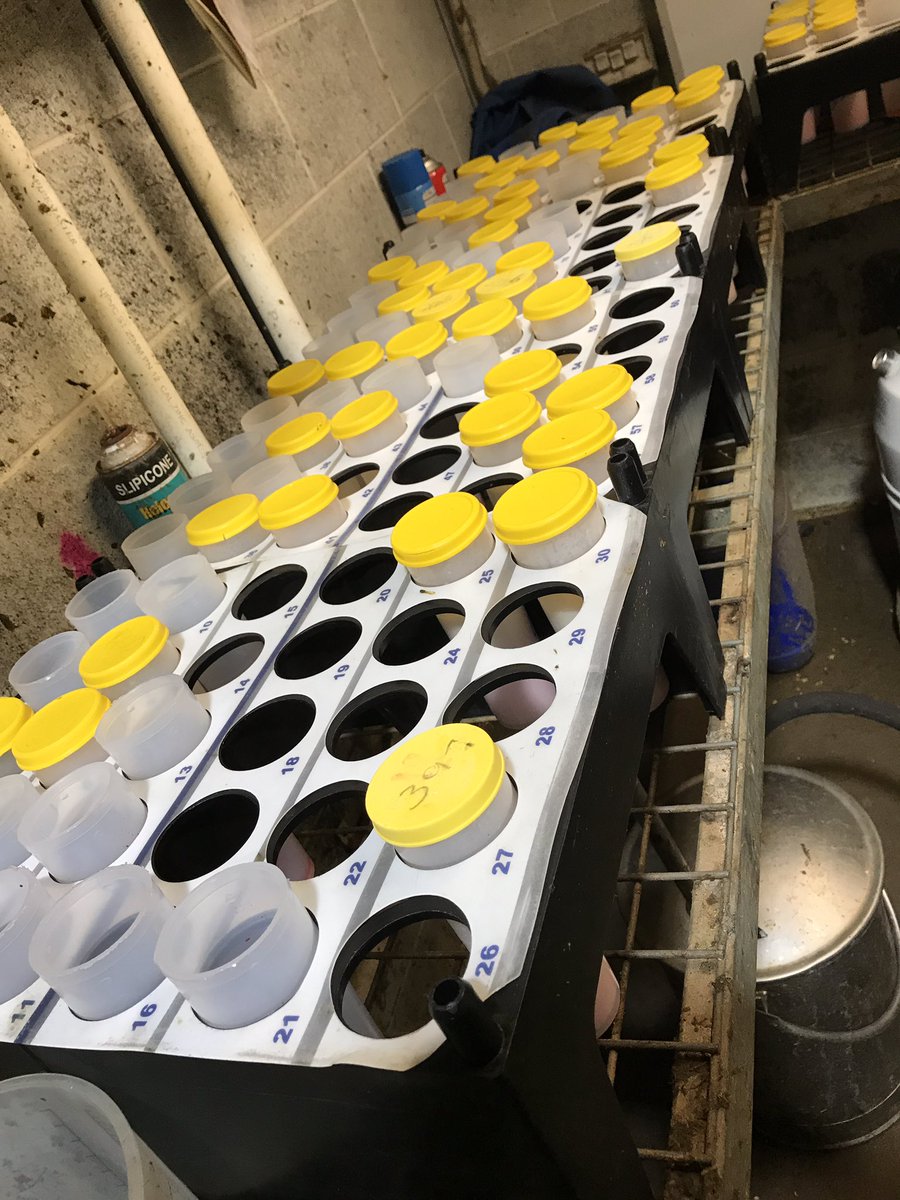 blessedspeedy's tweet photo. Half way! #herdtesting #dairylove #lovewhereilive #insidethefarmgate https://t.co/7myB5RsfZw