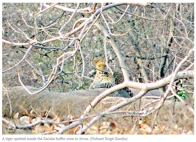 kallidoubleday's tweet photo. You'd be shocked how many times I spot this mistake in the news. #spotsnotstripes #tigerorleopard  https://t.co/OGUD0W8sEq https://t.co/ylkvIhIcdd