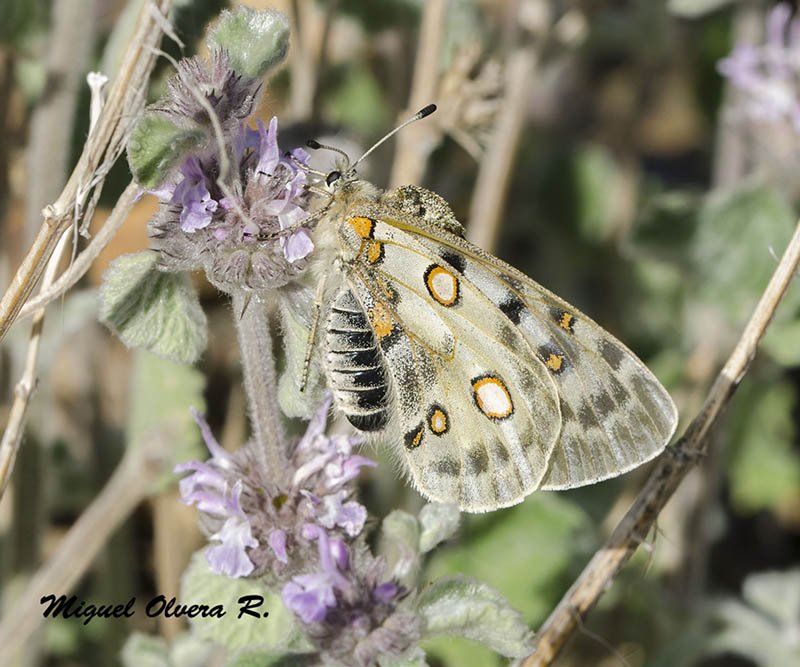 MiguelOlverAlas's tweet photo. Parnassius apollo #nevadensis Una joya de #SierraNevada @asoc_alas con el Proyecto #LEPIDES tomando el pulso de nuestras mariposas. https://t.co/WlRqKanmMb