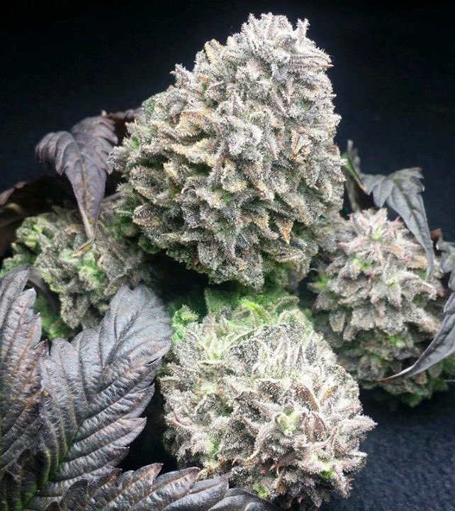 What's your favorite strains of #MedicalCannabis? Would you like to be featured? Email support@HempLifeGlobal.com 😎✌🏻💨💨💨
#whitewidow #buds