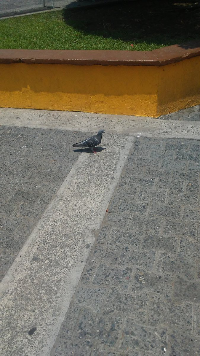 RubyGar76053358's tweet photo. Don't worry guys I found Kevin. He took up a job in Mexico selling ice creams.😂😂🎉 #fetus1D https://t.co/U0U2rPf9xr