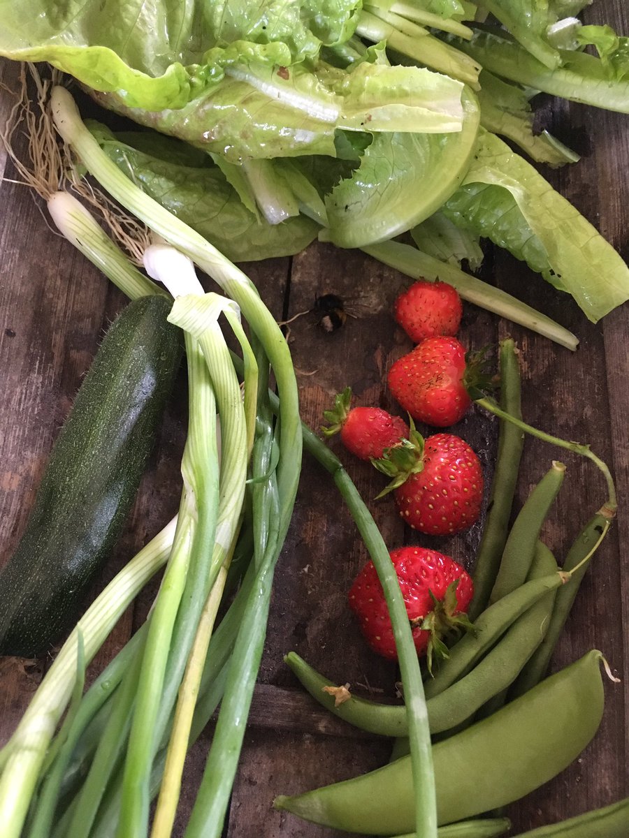 MandyDavies5's tweet photo. #growyourown #dinner #limitedingredients #deadbee https://t.co/OWk1tY5MmT