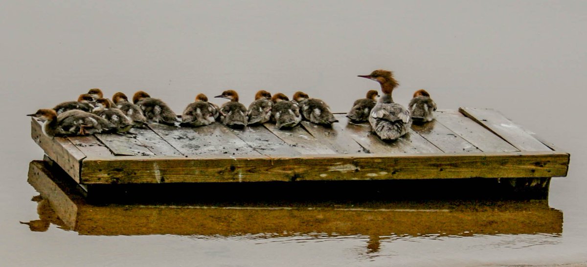 IvanhoeLakeProv's tweet image. We heard it was Nature Photography day, so here is a picture of some Mergansers relaxing. #Merganser #NaturePhotographyDay #IvanhoeLakePP