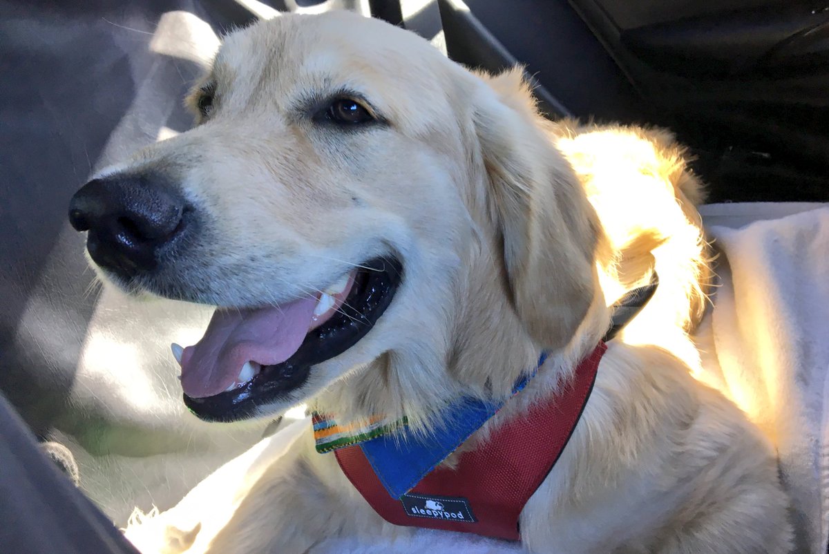 GoldenWoofs's tweet photo. I'm buckled up! @sleepypod Clickit Sport #dogharness is keeping me safe ππΎ #ad #pettravel #petsafety #BeSleepypodSafe https://t.co/m7gUf8V5xB