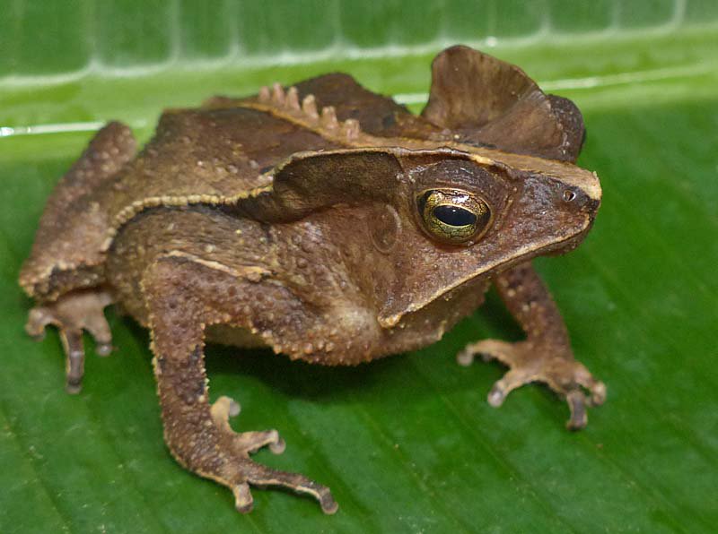 AmphibianPhil's tweet photo. #frogOTD Rhinella margaritifera Crested Forest Toad, some of these common toads in Peru are spectacular @amphibiansorg (HT M Pingleton) https://t.co/l8UATmyKjL