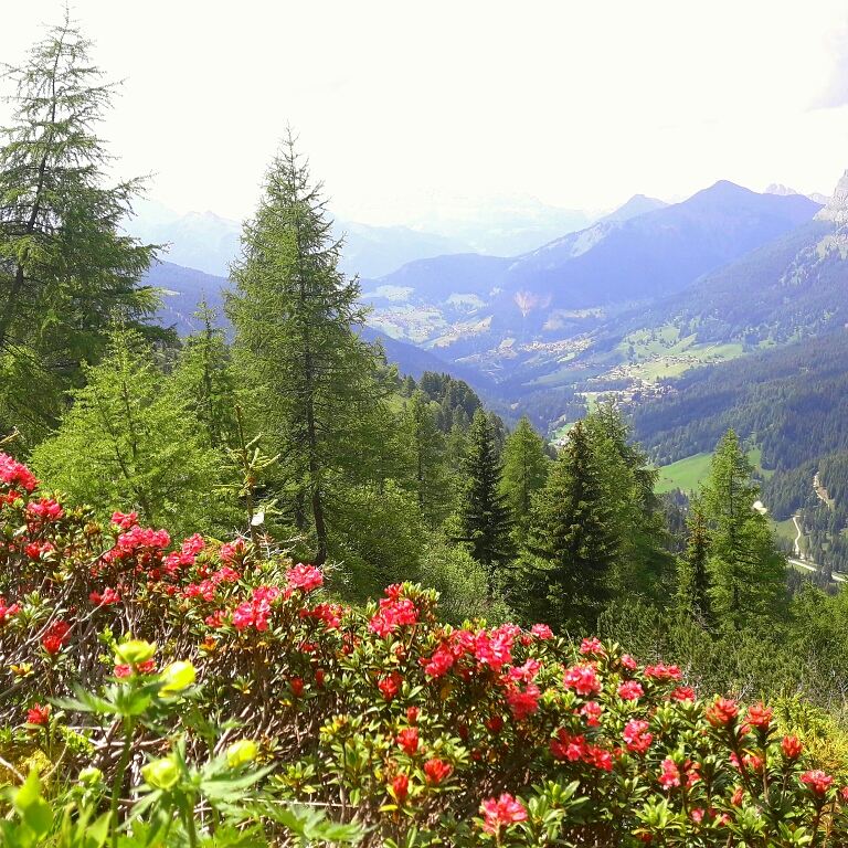 selva di cadore (@valfiorentina) on Twitter photo 