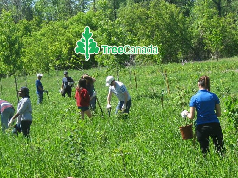 Planting Trees To Celebrate Canada's 150th dlvr.it/PMXpv1 https://t.co/PmHoK2p6Ns