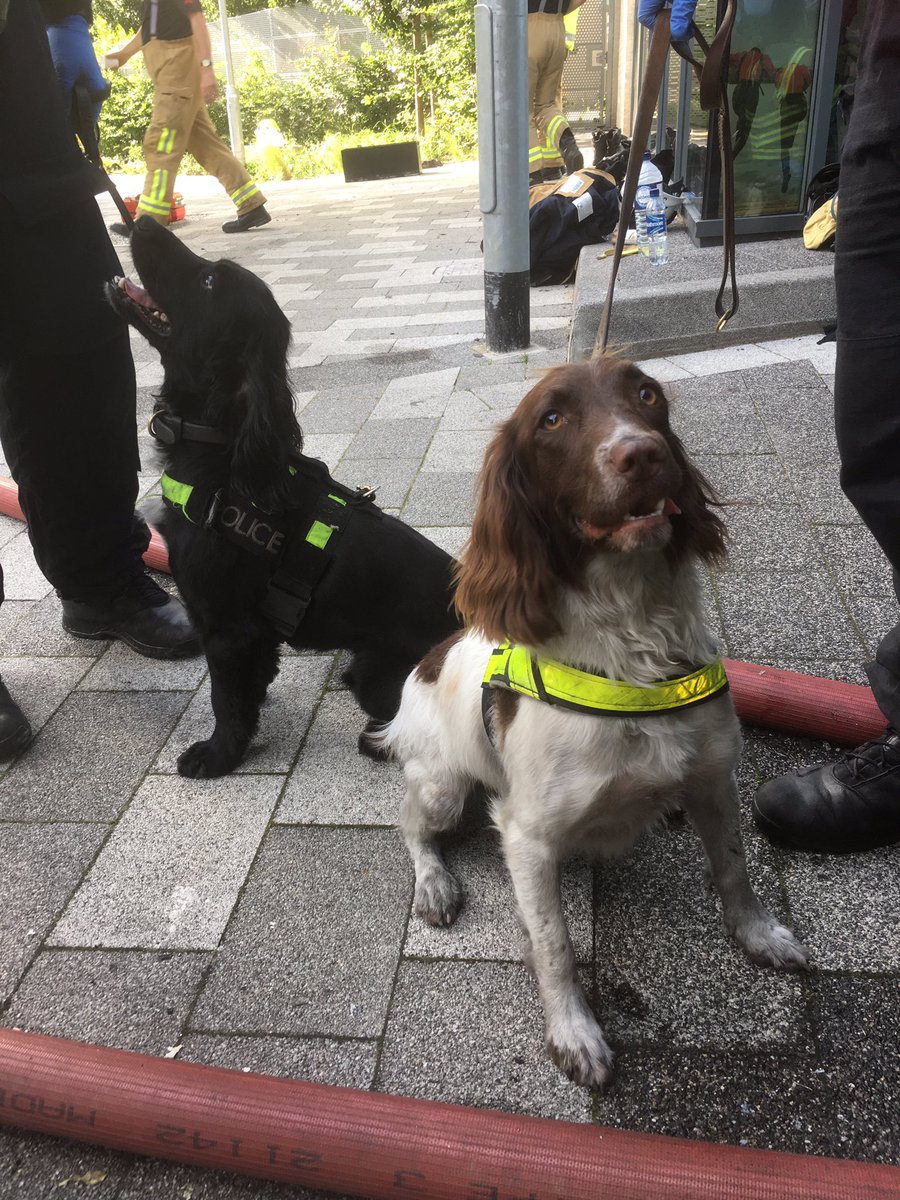 Dany_Cotton's tweet image. Search dogs assisting @LondonFire @metpoliceuk at Grenfell Tower