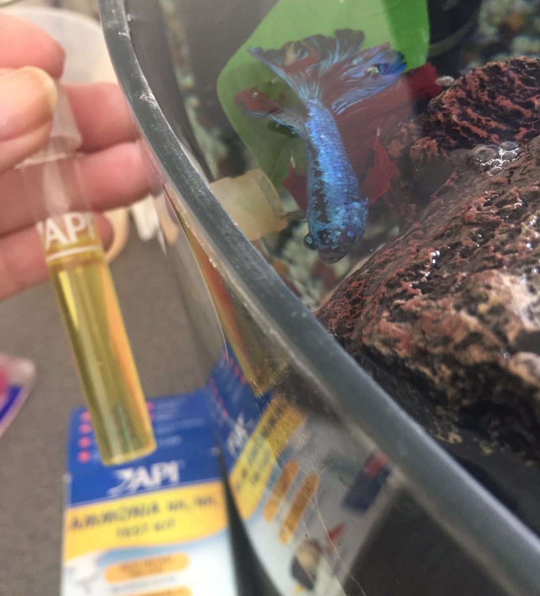 AndreZuccarello's tweet image. Using the API test kit to make sure I have no ammonia in my tank. #keepmytanksafe #ammonia #weeklycheck #fish #happyfish #betta #bettafish 🐟